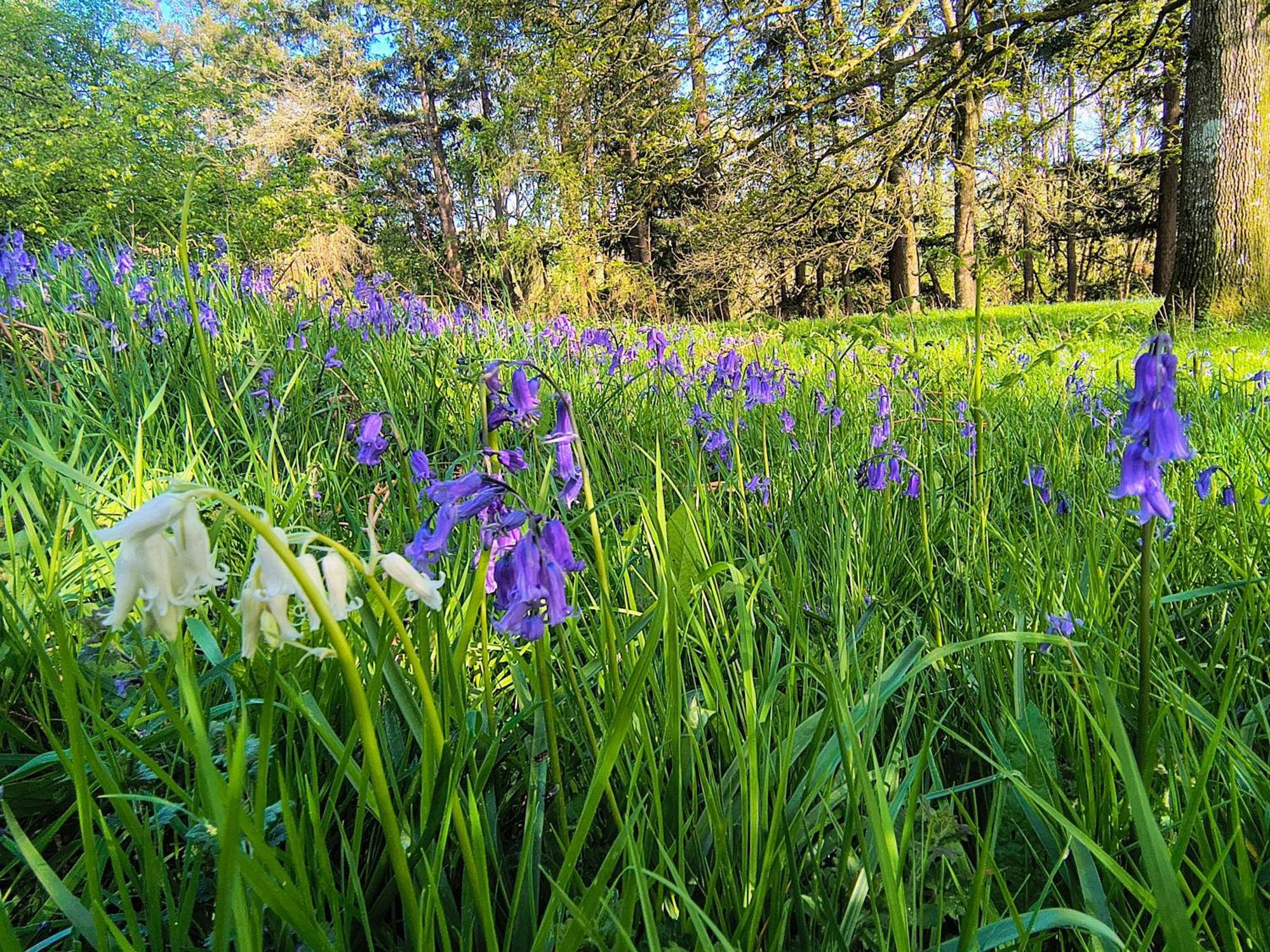 Tranquil Getaway Near Brecon Beacons Appartement Llandovery Buitenkant foto